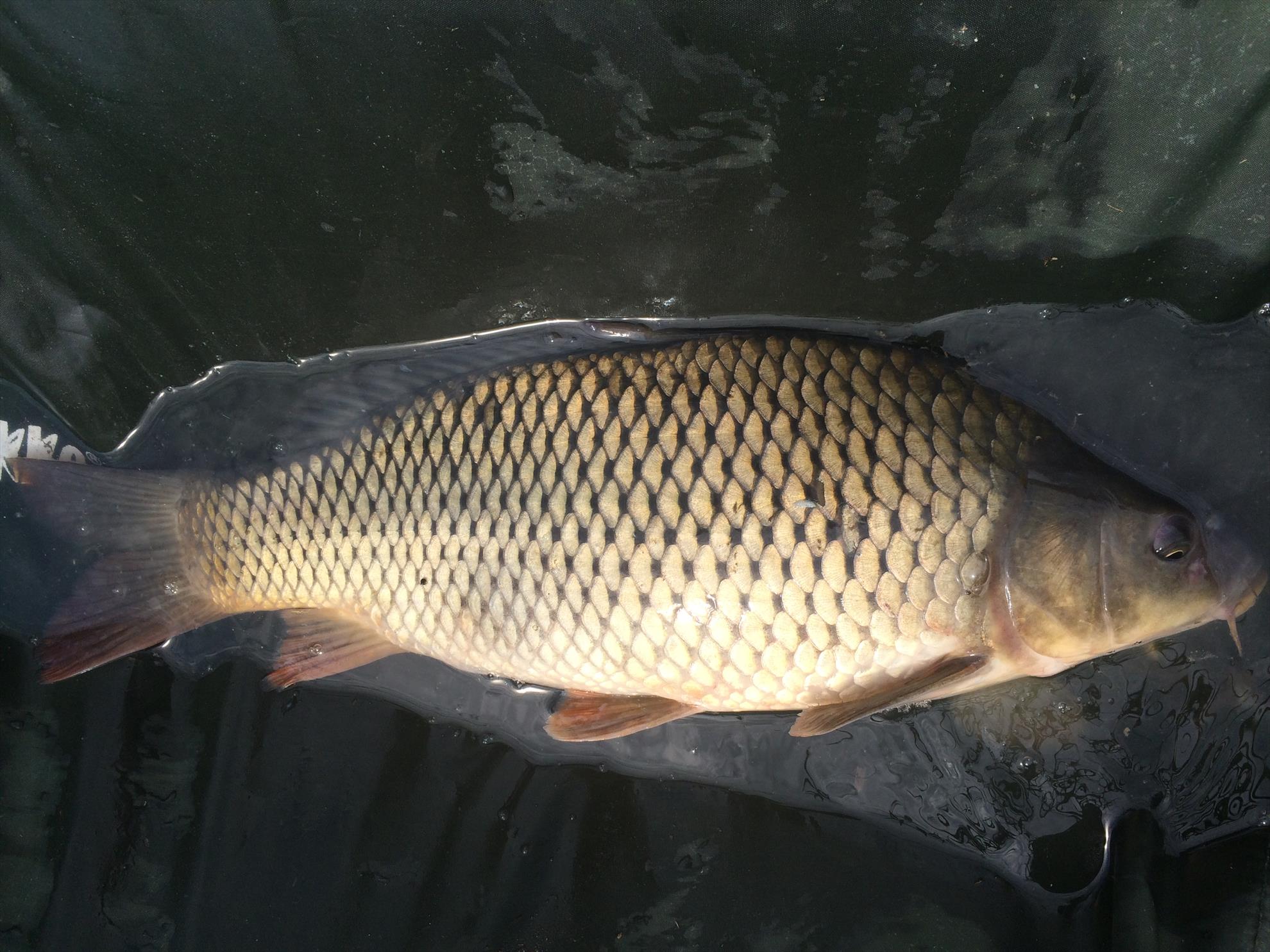 Pescuit Balta Lazar 6-8 iunie 2014 - img0678.JPG